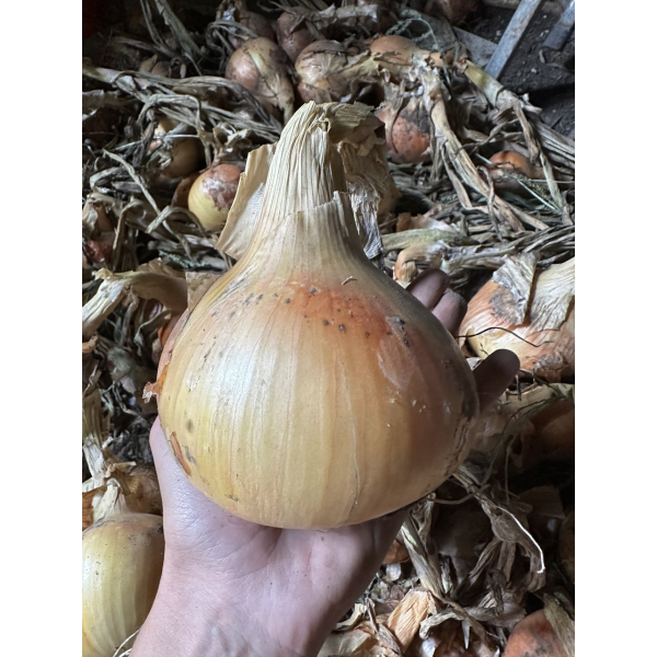 Радар (Broer), цибуля ріпчаста димка, сіянка 10/21